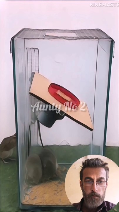 mouse trap video electric mousetrap water mouse trap Make a mouse trap with a plastic box