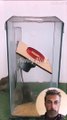 mouse trap video electric mousetrap water mouse trap Make a mouse trap with a plastic box