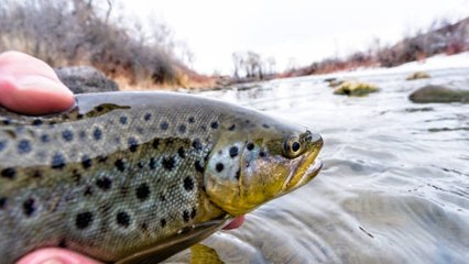 Existe Fauna Marina Salvaje Adicta A Las Drogas