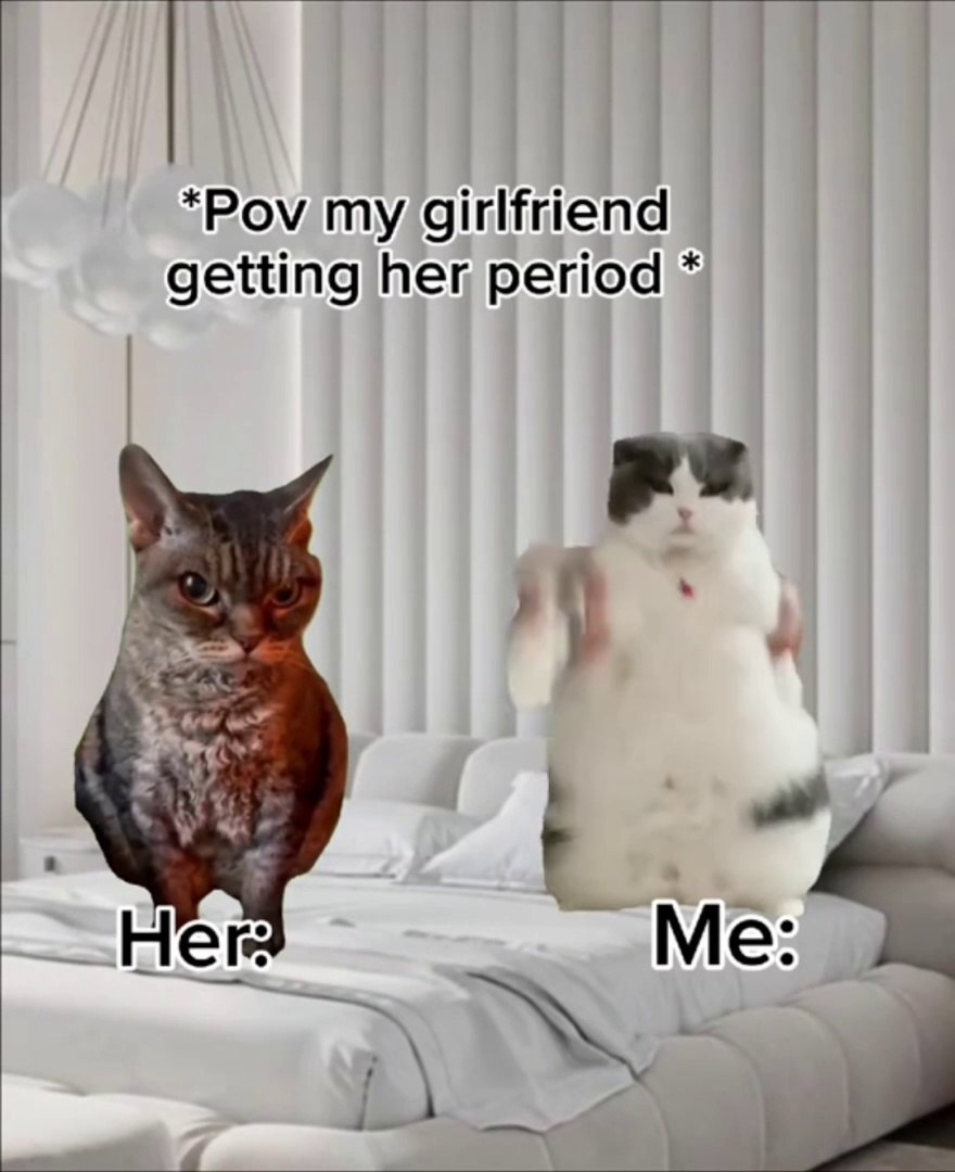 Funny cat memes