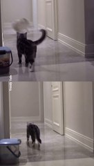 Cats Are Playing Hide and Seek