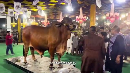Boss Bull Won All Pakistan Heavyweight Bulls Competition2024