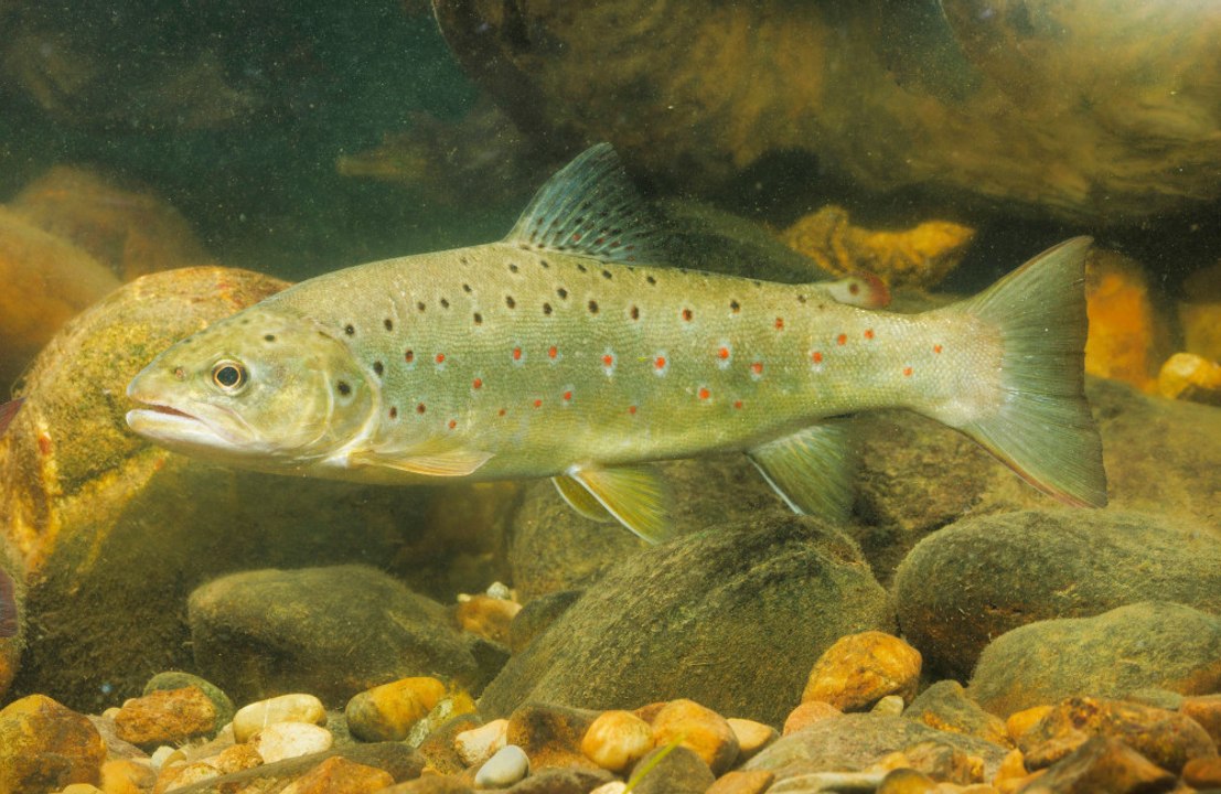 Trout are getting high on drugs in the sea