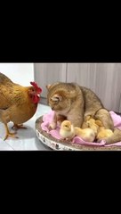 Cat with hen fighting