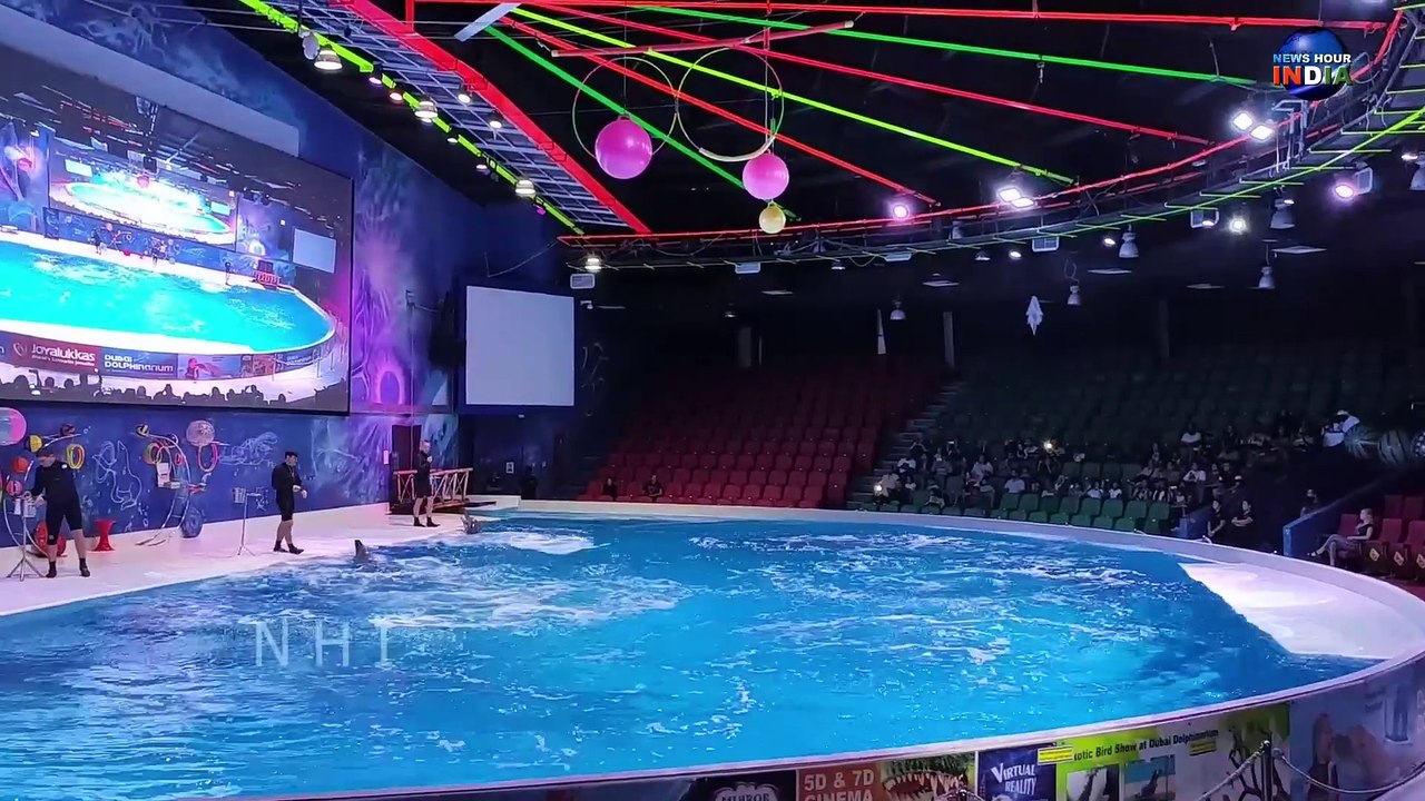 Dolphin Show in Dubai FULL VIDEO  Sea Worlds Dolphin Show Live_1080p