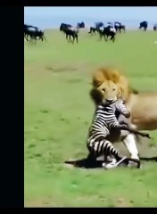 Lion kill new baby born zebra.