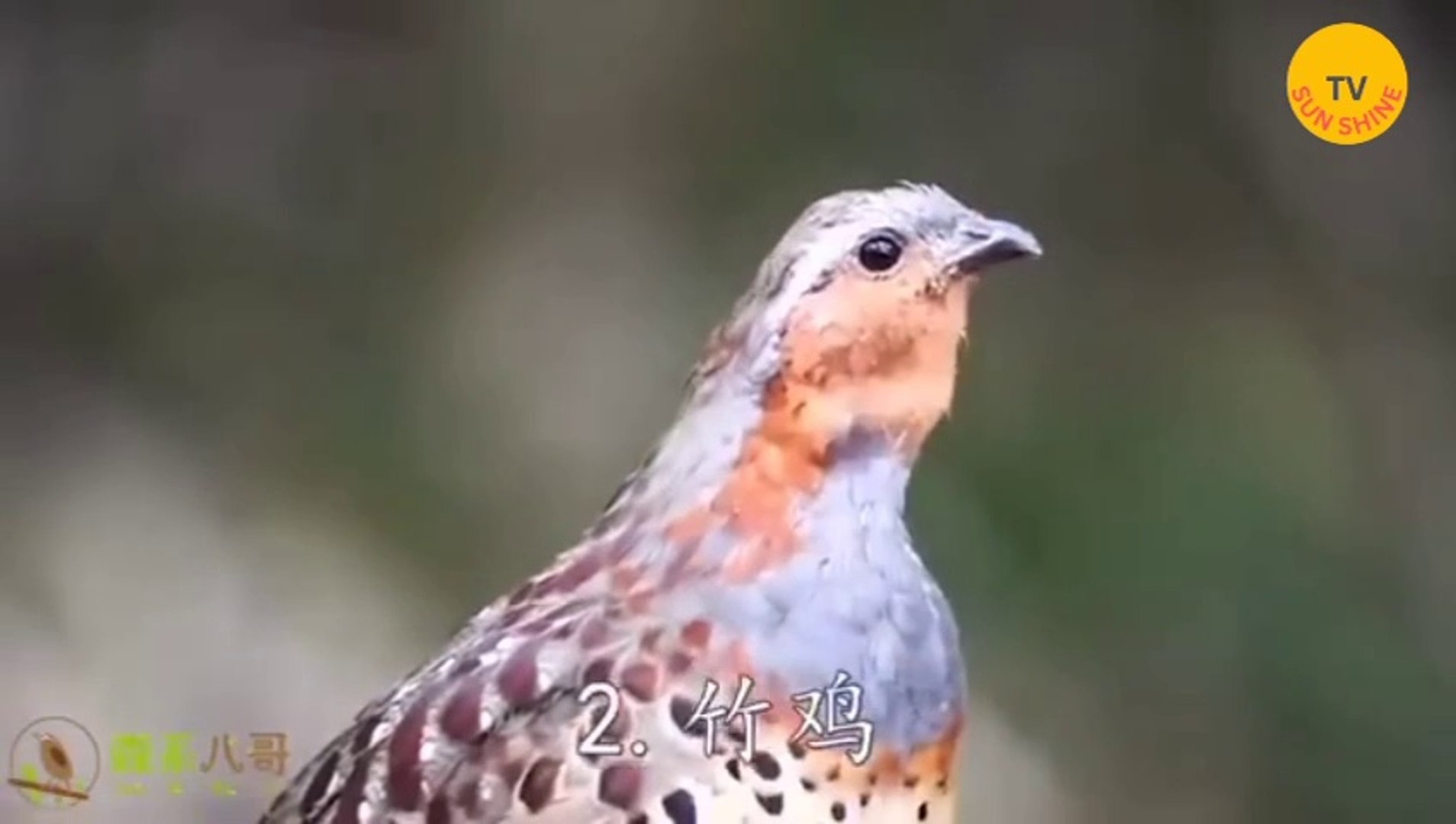 ⁣50 types of different melodious bird sounds!