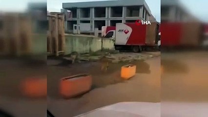 Aç kalan kurtlar İstanbul’da şehir merkezine indi