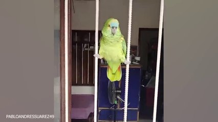 I dare you not to laugh at the FUNNIEST Animal Videos of 2024