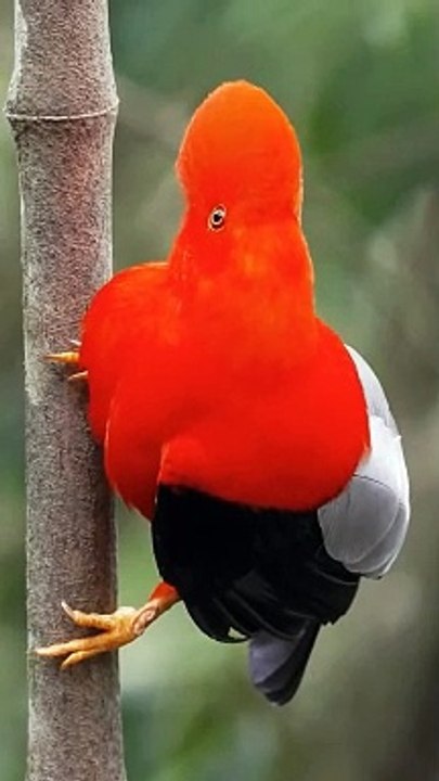 Guianan Cock-of-the-Rock Perched on a Branch: A Stunning Display of Nature's Beauty cute animals wild animal videos beautiful birds in the world