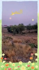 صلوا على النبي beautiful video