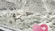 Captan par de borregos cimarrones en la Rumorosa