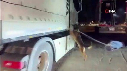 Adana’da bir tırda 64 kilogram skunk ele geçirildi