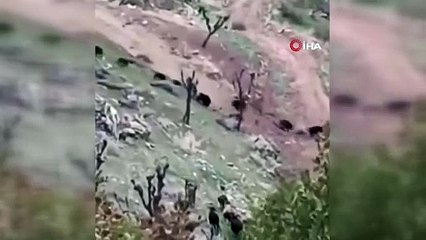 Domuz sürüsü kaçtı