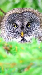 Adorable Owl Bobbing Its Head in the Forest | Cute Animal Videos