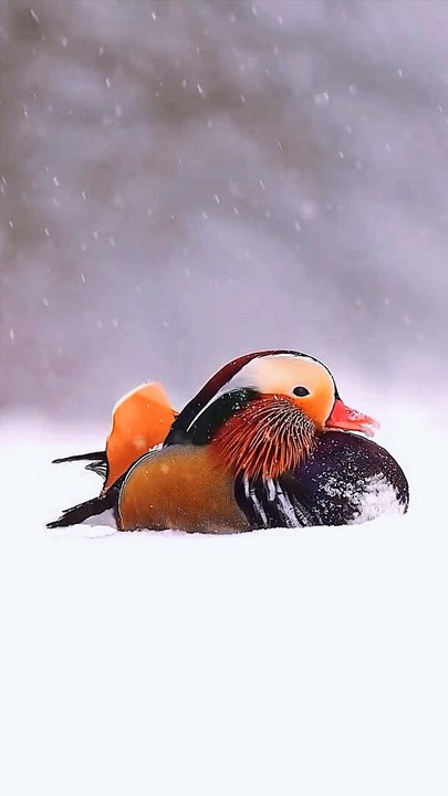 Mandarin Ducks Glide and Waddle on Snow: A Winter Wonderland  cute animals	 wild animal videos	 beautiful birds in the world   rare birds in the world most colorful birds in the world  backyard  how to birdwatch