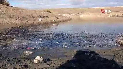 Yozgat'ta toplu balık ölümleri. Binlercesi aynı anda öldü