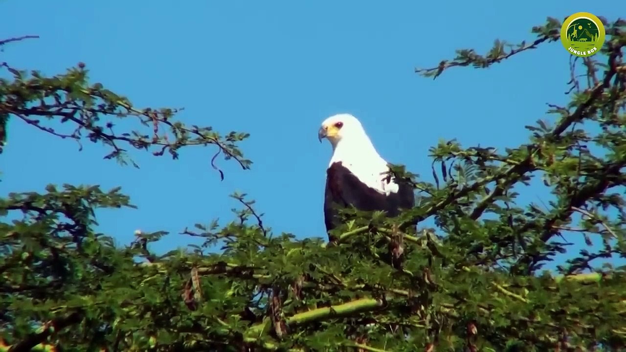 _ Most Dangerous Eagle Attacks Caught on Camera