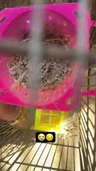 Diamond Dove k chicks gayab ️