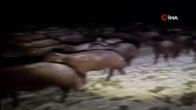 Ağrı'da mahsur kalan 3 çoban ve 3 bin koyun kurtarıldı