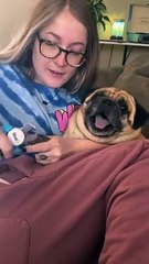 Tırnakları kesilirken çığlık atan köpek