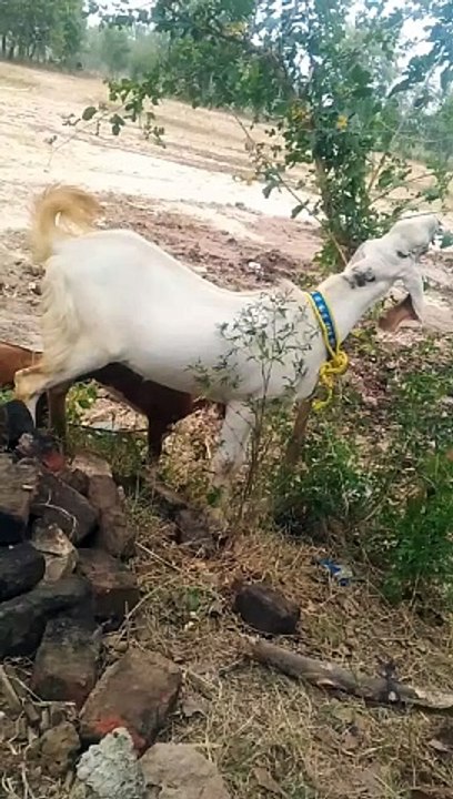 Eid Qurbani
