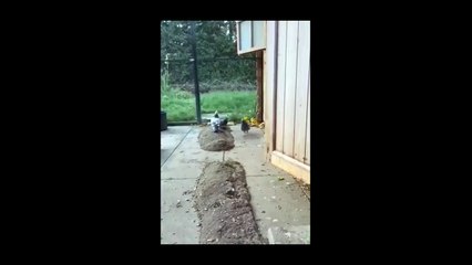 Bir güvercinin başka bir kuşa topladığı yaprakları götürdüğü videoyla kalpleri ısıttı