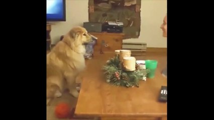 Sahibinin havaya attığı öpücüğü gözleriyle takip etti