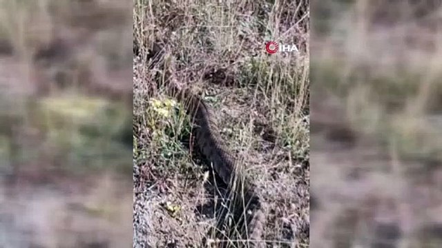 Dev yılan kış uykusu için Sivas'ta fellik fellik yuva arıyor. Tek ısırığı öldürüyor