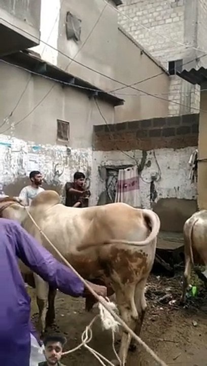 Qurbani cows Masti Coming soon   @cowes @bull @mandi @H