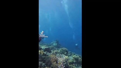 Depreme denizin altında yakalanan dalgıçlar