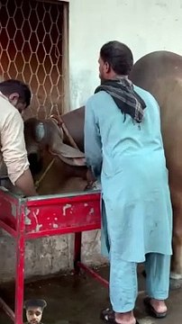 Cattle 2024 @cowcows @cowes @eiduladha2024 @cow @bull @cowlover @mandir @_HIGH