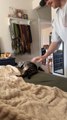 Cat Loves Butt Pats