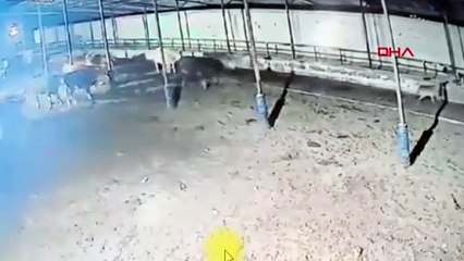 Aç kalan kurt sürüsü çiftlik bastı. Hedeflerinde buzağılar