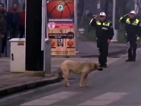 Saygı duruşunda vatandaşlarla birlikte İstiklal Marşı bitene kadar duran sokak köpeği