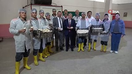 80 metrekareye ektiler 600 bin TL kazandılar. Bir kere ekiyorlar 40 gün boyunca her gün topluyorlar