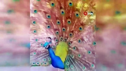 Tavus kuşu CİMER'e şikayet edildi