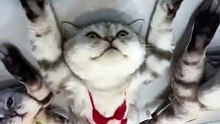 Cat katty