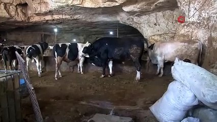 Dev mağara çöktü 5 büyükbaş hayvan telef oldu