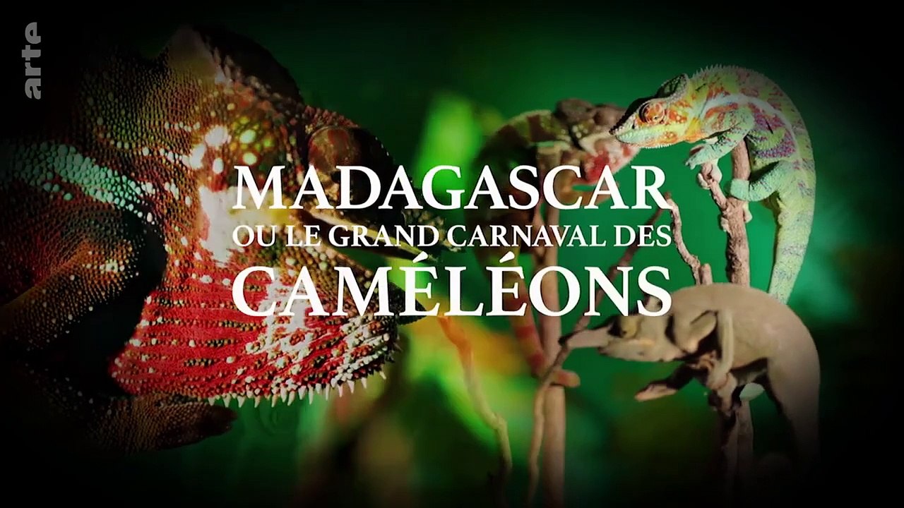 Madagascar ou le grand carnaval des caméléons _ ARTE Family