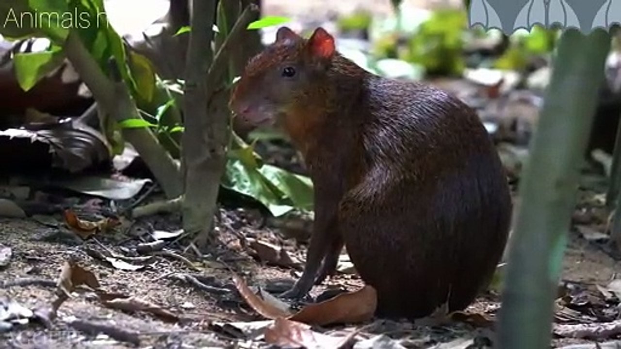 Beautiful animal 