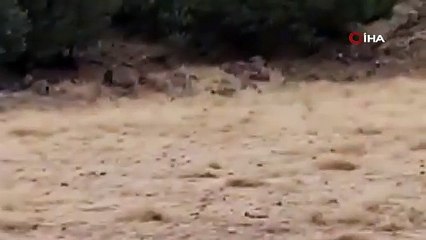 Sürüye yaklaştı çoban köpeği kurda hamleyi yaptı