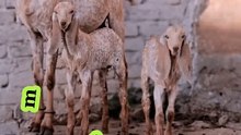 Pakistani beetal❤ goats