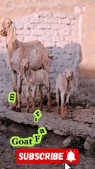 Pakistani beetal❤ goats
