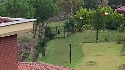Denizden bu kez balık değil, ayı çıktı. ‘Ya nasip’ dediler, ağlarına takılana inanamadılar