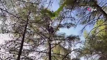 Paraşütçü ağaçta asılı kaldı