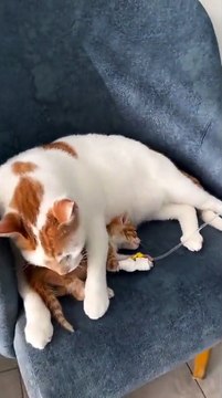 Yavrusuna serum takılan anne kedi, bir an olsun yavrusunun yanından ayrılmadı