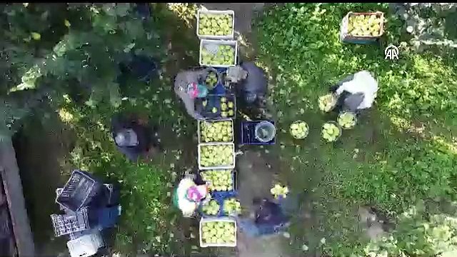 Çekirdeği ilaç oluyor meyvesi şifa dağıtıyor. Evliya Çelebi'nin kitabında adı geçiyordu