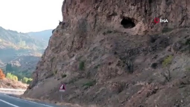 Anne Yaban Keçisi 2 yavrusu ile yiyecek ararken işte böyle görüntülendi