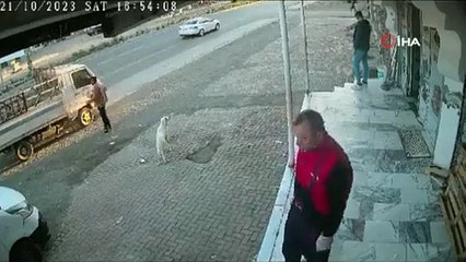 Yemeğine göz koyan köpeklere ders veren kedi